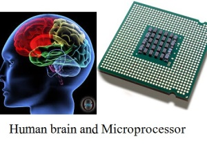 human brain nd processor